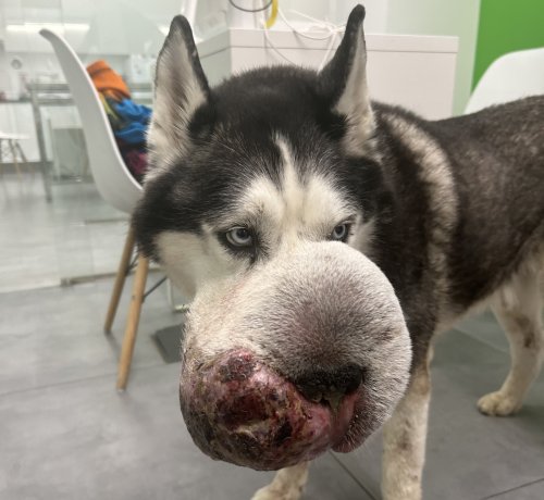 Dog With Huge Tumor Nobody Would Operate on Saved in Incredible Transformation