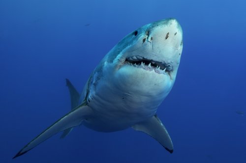 Great white shark tracked extremely close to North Carolina coast