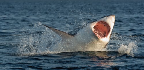Great White Sharks Might Be Able to Camouflage by Changing Color