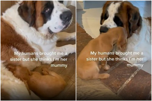 Puppy's Reaction to Owner's Huge St. Bernard Has People Tearing Up: 'Home'