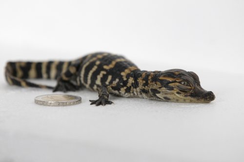 Baby alligator hatches from egg in video from Florida wildlife park