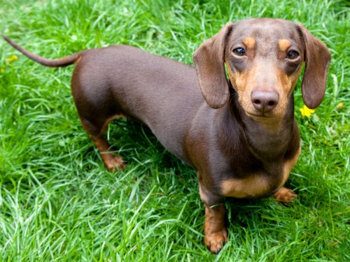 Judgmental Dachshund Giving Owner Side-Eye Delights Internet | Flipboard