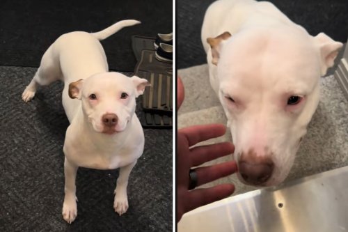 Tears Over What 'Anxious' Rescue Dog Does on First Day in New Home