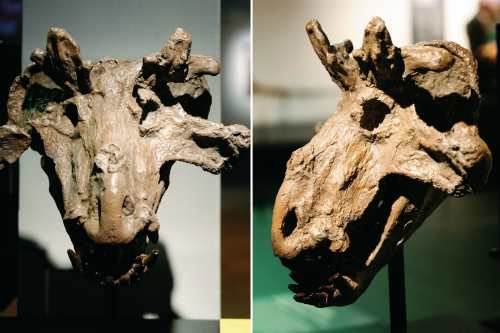 Meet the 'Crowned Crocodile' as 260 Million-Year-Old Skull Goes on Display