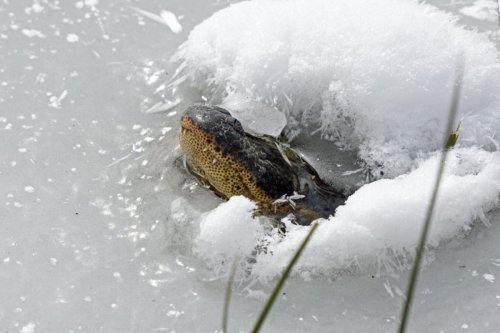 alligators-in-frozen-lakes-stick-their-snouts-out-of-ice-to-survive