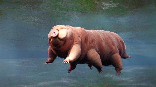 Water Bears' 'Incredible Response' to Radiation Surprises Scientists