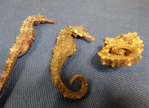 Customs Dog Sniffs Out Hundreds of Endangered Seahorses at Airport