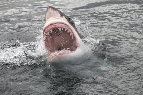 Great White Shark That Killed Mom in Waist-High Water Appeared Through Wave