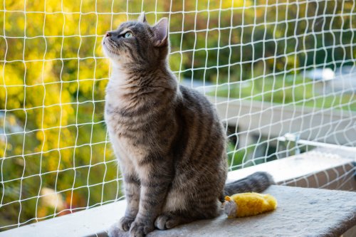 Pet owner reveals how to make DIY "catio" using Ikea bargains: "Obsessed"