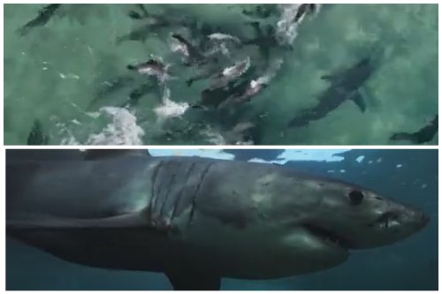 Seals Suddenly Turn on Great White Shark in Incredible Video