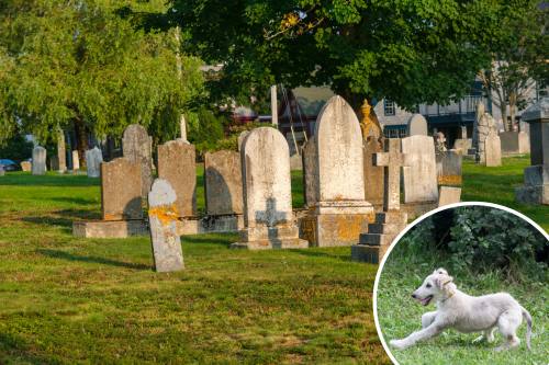 Tears As Dog Finds Grandma's Grave at First Cemetery Visit: 'Special Bond'