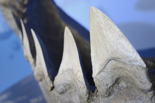 Boy Finds Enormous Tooth of Prehistoric Megatooth Shark in South Carolina