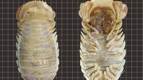 Giant Roly-Poly Relative Found Deep Within Gulf of Mexico