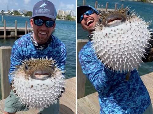 Watch Florida fisherman catch enormous pufferfish, throw it back into sea