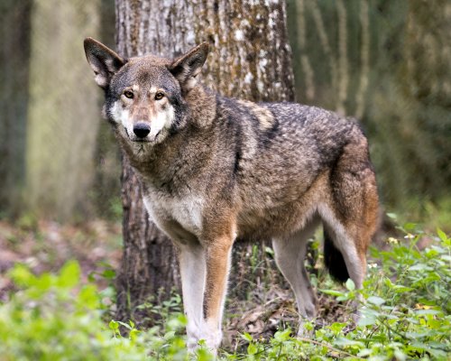 Rare red wolf shot in North Carolina was left alive, drowned in mud