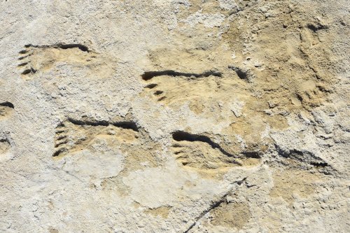 Eerie ancient footprints of adult and child walking together revealed