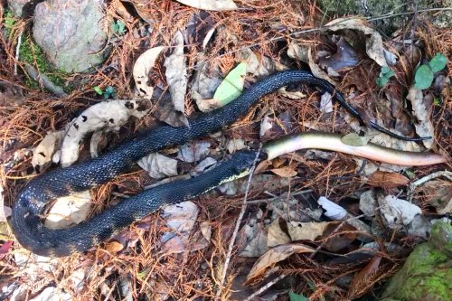 Snake Filmed Swallowing American Eel Whole: 'Mother Nature at Her Finest'