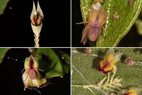 experts-find-4-new-mini-orchids-that-are-at-risk-of-extinction-flipboard