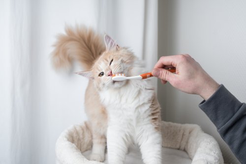 Should you pet your cat with a toothbrush? Experts debunk viral posts