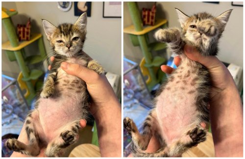 Owner Fearing for Kitten's Life Rushes Her To Vet, Told Cat Is 'Just Fat'
