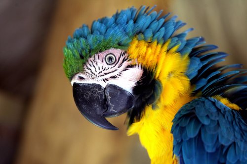 Foul-mouthed parrots removed from wildlife park for swearing at visitors