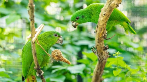 Amazon delivery: Rare male parrot flies in for breeding program