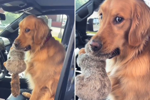 Golden Retriever Owner Leaves Store, Returns After Realizing What Dog Did