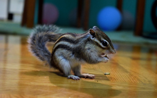 Woman's Attempt at Dealing with Rogue Chipmunk Has Internet In Stitches