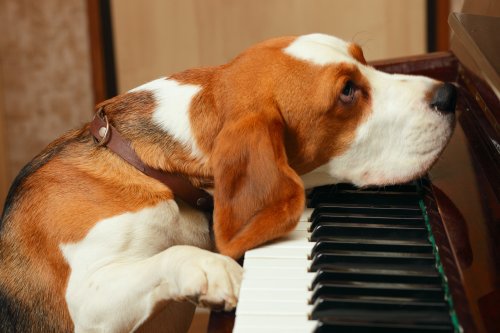 Dog who sings along to the piano stuns the internet—"Get him a Grammy"
