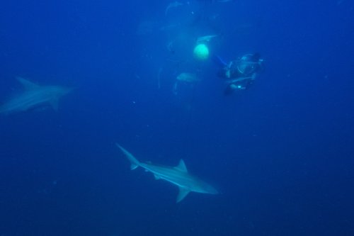 Bull Sharks Develop Social Bonds That Can Span Years, Study Finds