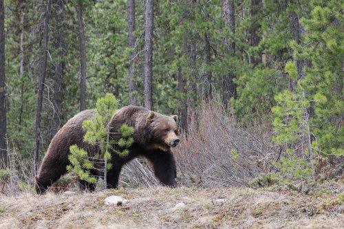 Hiker Takes Trail up Rocky Mountains—Then a Grizzly Bear Follows