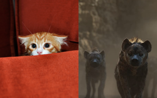 Cat's Reaction to Seeing Hyenas in 'The Lion King' Has Internet In Stitches