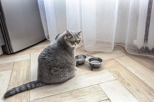 'Feed Me': Cat's Hilarious Empty Bowl Protest Delights the Internet