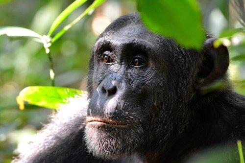 Zoo Bans Woman Having 'Affair' With Chimpanzee From Seeing Him