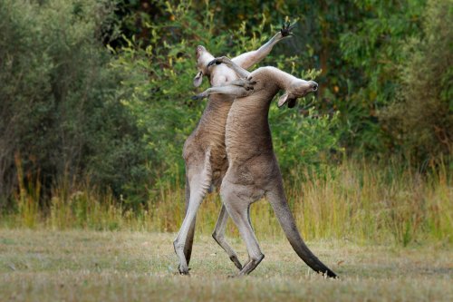 Seven-Foot Kangaroo Puts Farmer in Headlock, Beats Him Up