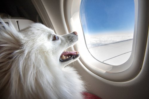 The Best Airlines That Allow You To Fly With Your Pets On Board