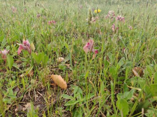 French Airbase Grows Hundreds of Plants Species, Including Rare Orchids