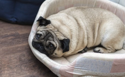 Hysterics As Dog Attempts To Lay Down in His Bed, but There's a Problem