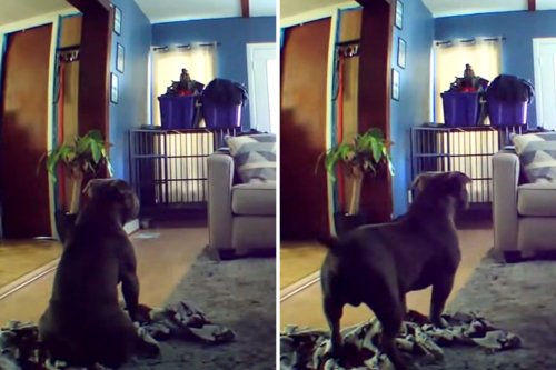 Pet Cam Captures Sweetest Thing Dog Grabs When He Hears Owner Coming Home