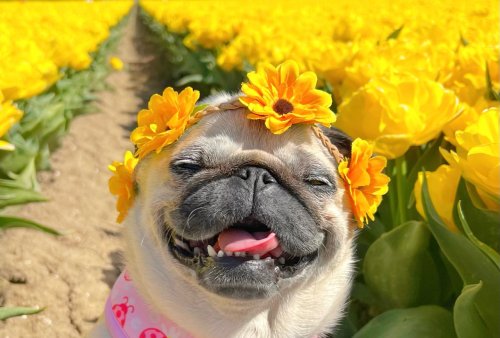 Pug Shows Why Tulip Field Photoshoot Is a Must: ‘Ready To Pose’ | Flipboard