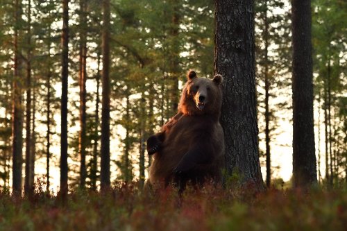 Scientists Find New Reason for Why Bears Rub Up Against Trees