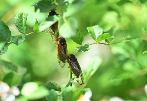 When Will Cicadas Emerge? Three Signs Point to Imminent Awakening