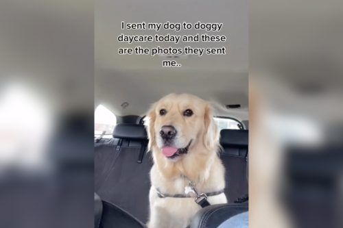Golden Retriever Goes to Daycare, Owner Can't Believe Photos They Send Her