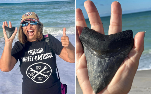 Woman Finds 12-Million-Year-Old Megalodon Tooth Washed Up on Florida Beach