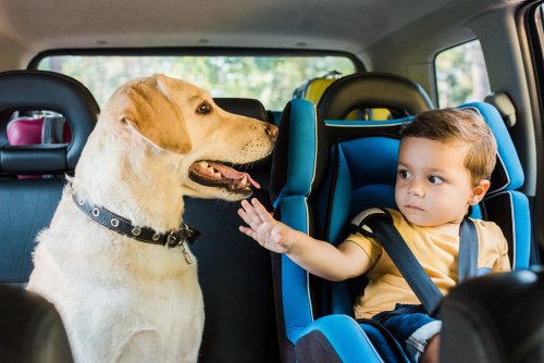 Mom Turns Around in Car, Can't Believe What Baby Is Doing to Dog