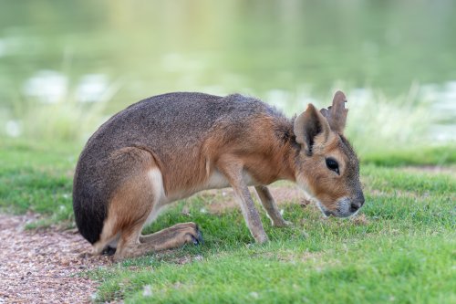 Mystery as South American Rodents Thrive in Dubai Desert