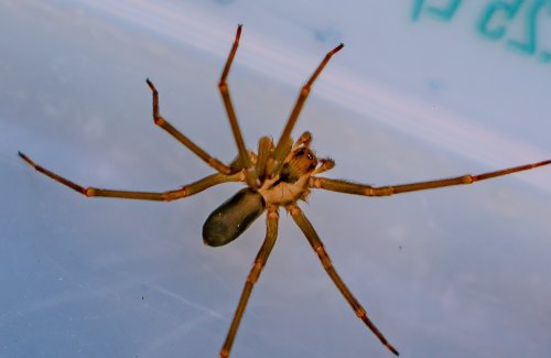 "Terrifying Rotting Flesh Wound:" The U.S. Spider With One Hellish Bite ...