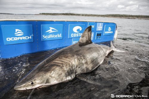 Scientist on catching great white shark dubbed queen of the ocean—"You sense its age and get this feeling of ancientness"