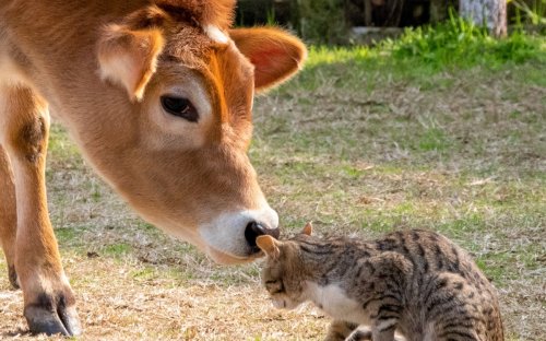 "Best buddies now"—cat cuddles up to tiny cow in heartwarming video