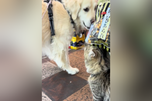 Hearts Melt at Golden Retriever's 'Unlikely Love Story' Captured on Video